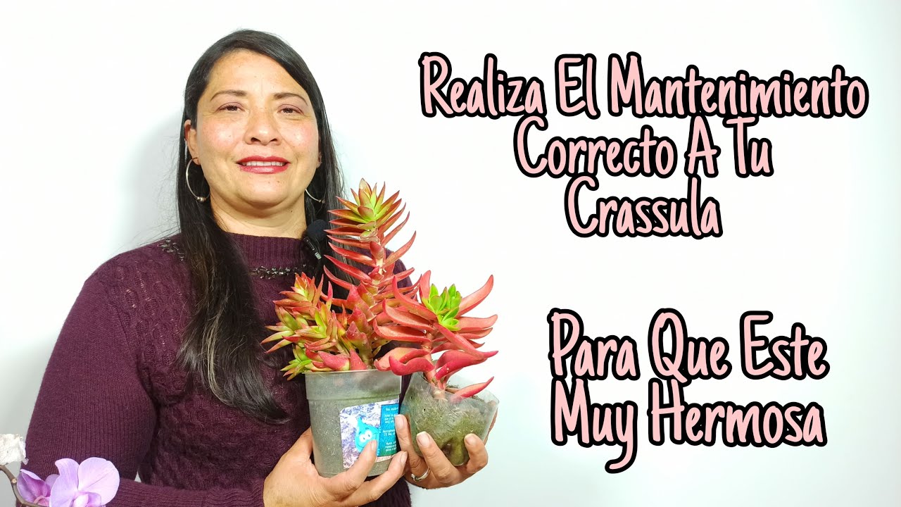 3 Formas De Hacerle Mantenimiento A CRASSULA CAPITELLA O  CRASSULA DE FUEGO