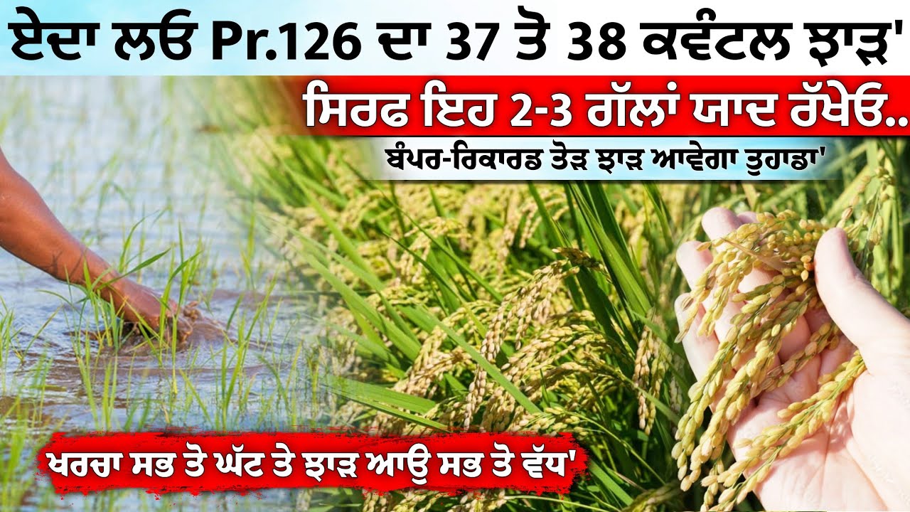 ਕਿਵੇ ਲੈ ਸਕਦੇ ਹਾਂ 126 ਤੋ 37 ਤੋ 38 ਕਵੰਟਲ ਝਾੜ • Pr 126 paddy high yield short time all details