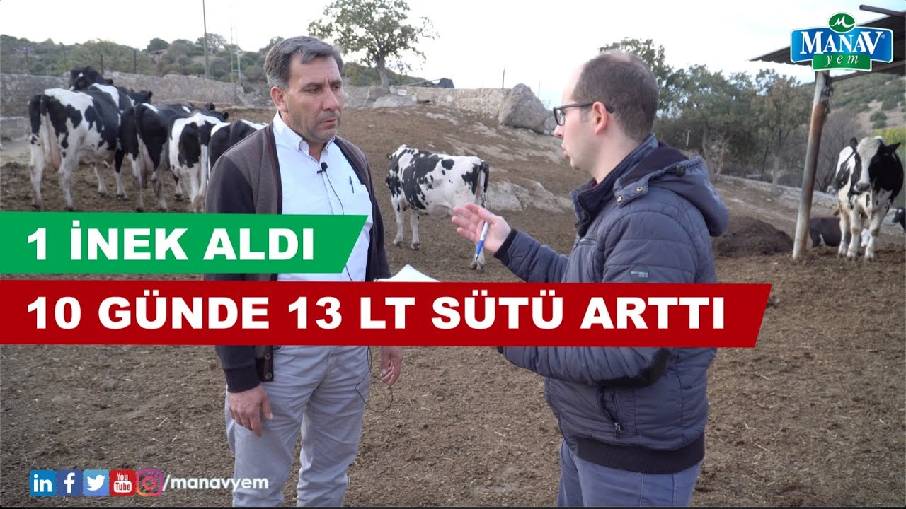 1 İnek Aldı, 10 Günde 13 LT Sütü Arttı