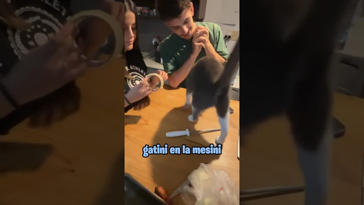 miau 🐱 margiim margim stream fyppppppppppppppppppppppp clipsdivertidos kick paratiii tiktokarg coci