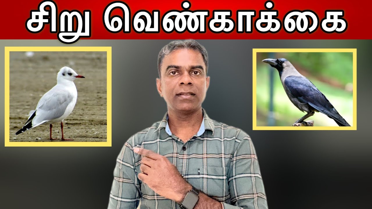 Ancient Tamils known White Crow ! Sangam literature Kurunthogai |