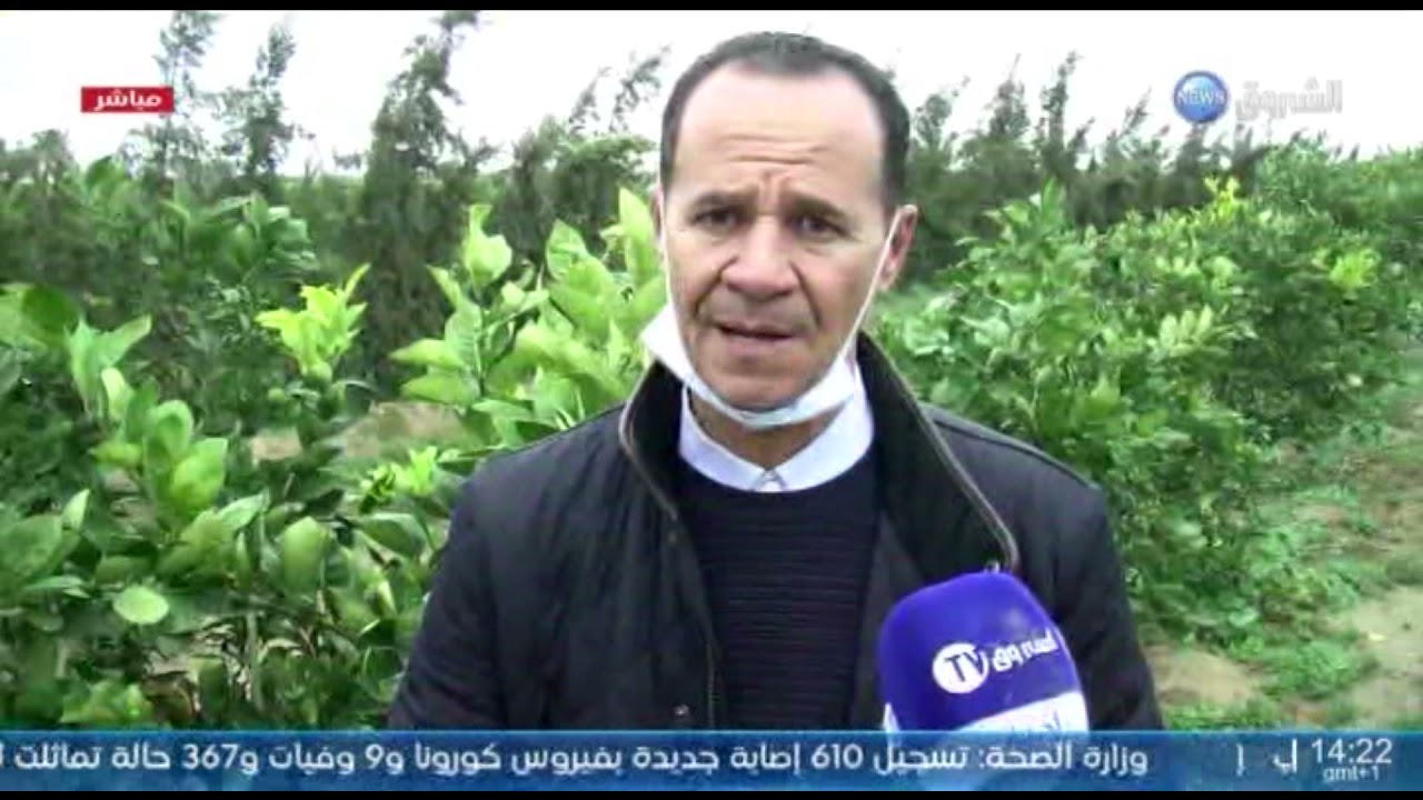 معسكر : احتفالات عيد البرتقال في المحمدية ..الشروق نيوز