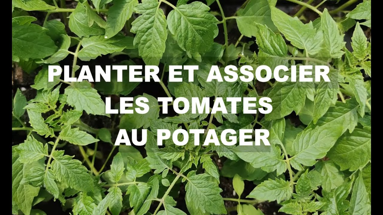 COMMENT PLANTER ET ASSOCIER LES TOMATES AU POTAGER ? Tuto 2022 Permaculture Agro&eacute;cologie et MSV