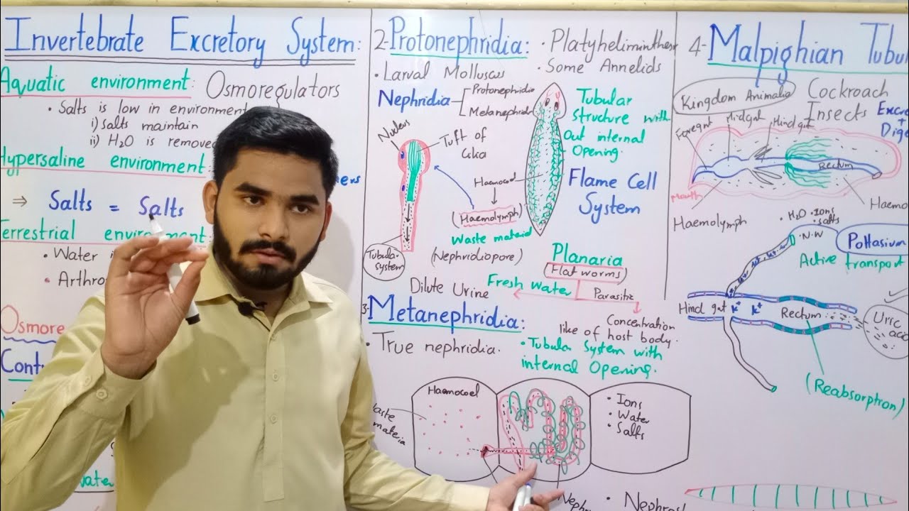 Invertebrate Excretory System In Urdu Hindi || BS Zoology || Temperature And Body Fluid Regulation