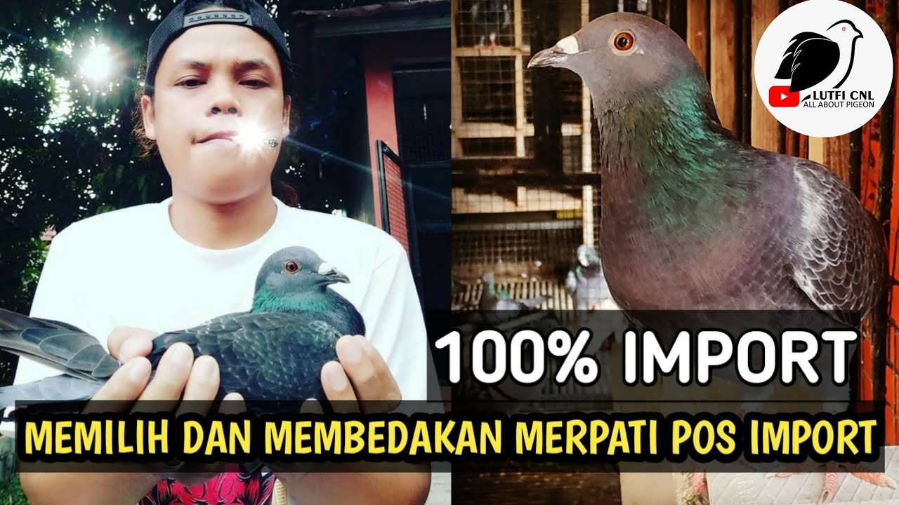 F1 MERPATI POS IMPORT LINE JUARA BERTURUT-TURUT LOMBA BARCELONA