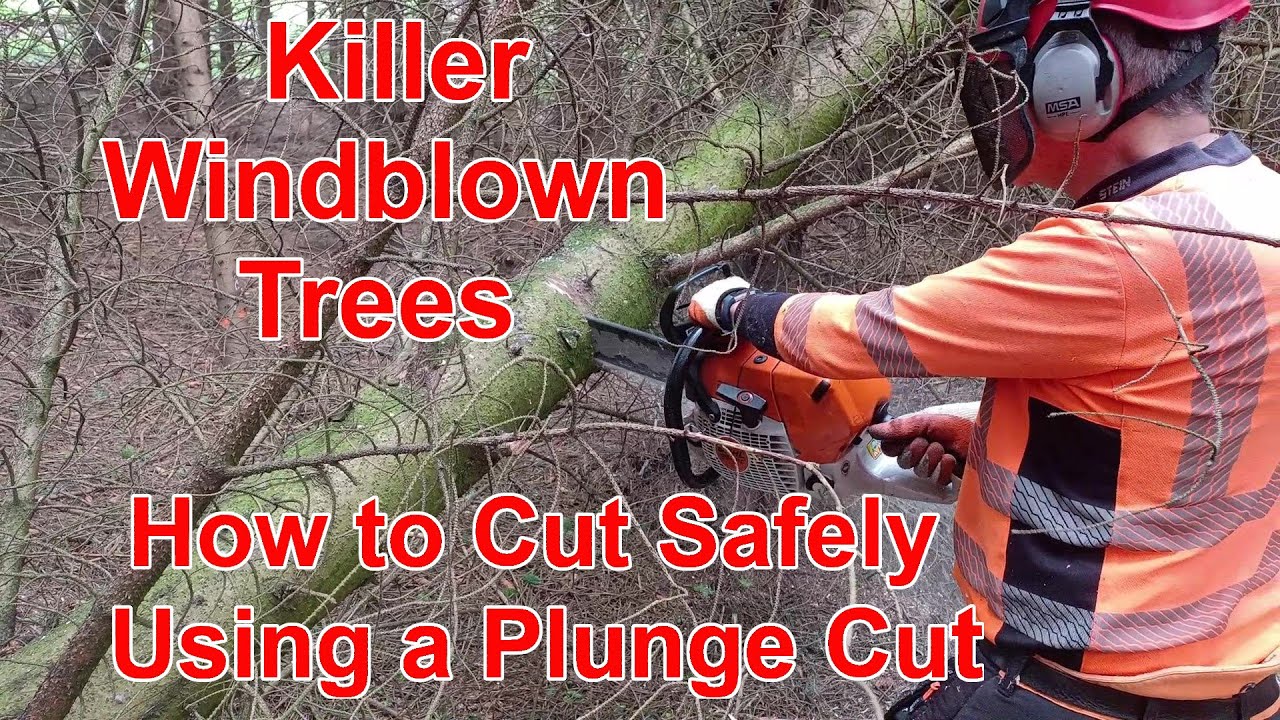 Dangerous Trees. How To Use a Plunge or 