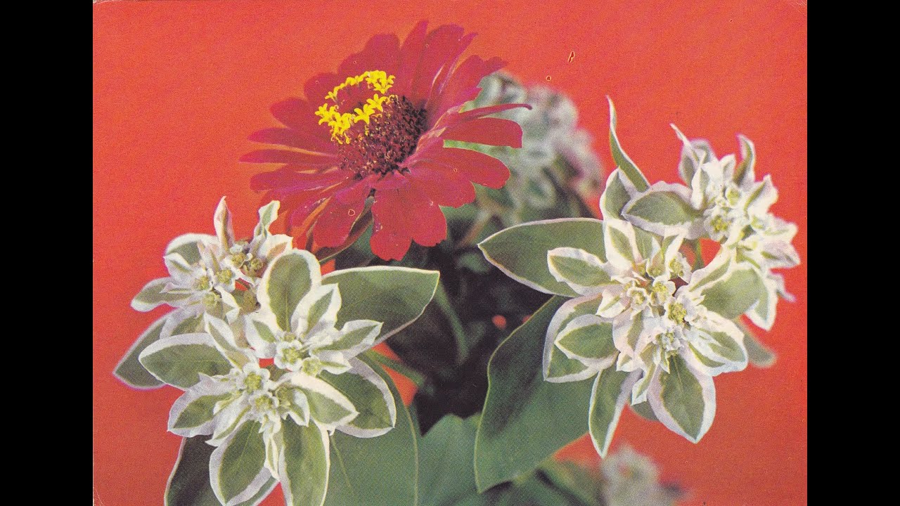 Goran Kovačević - Marija