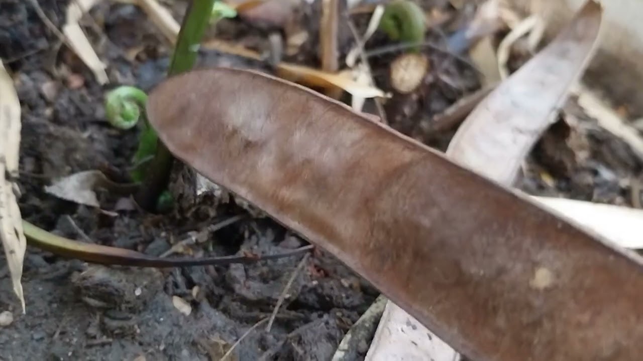 Organizando a sambabaia