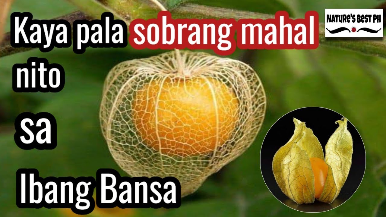 Benepisyo ng mga ligaw na prutas sa ating kalusugan Alamin! | Nature's Best Ph