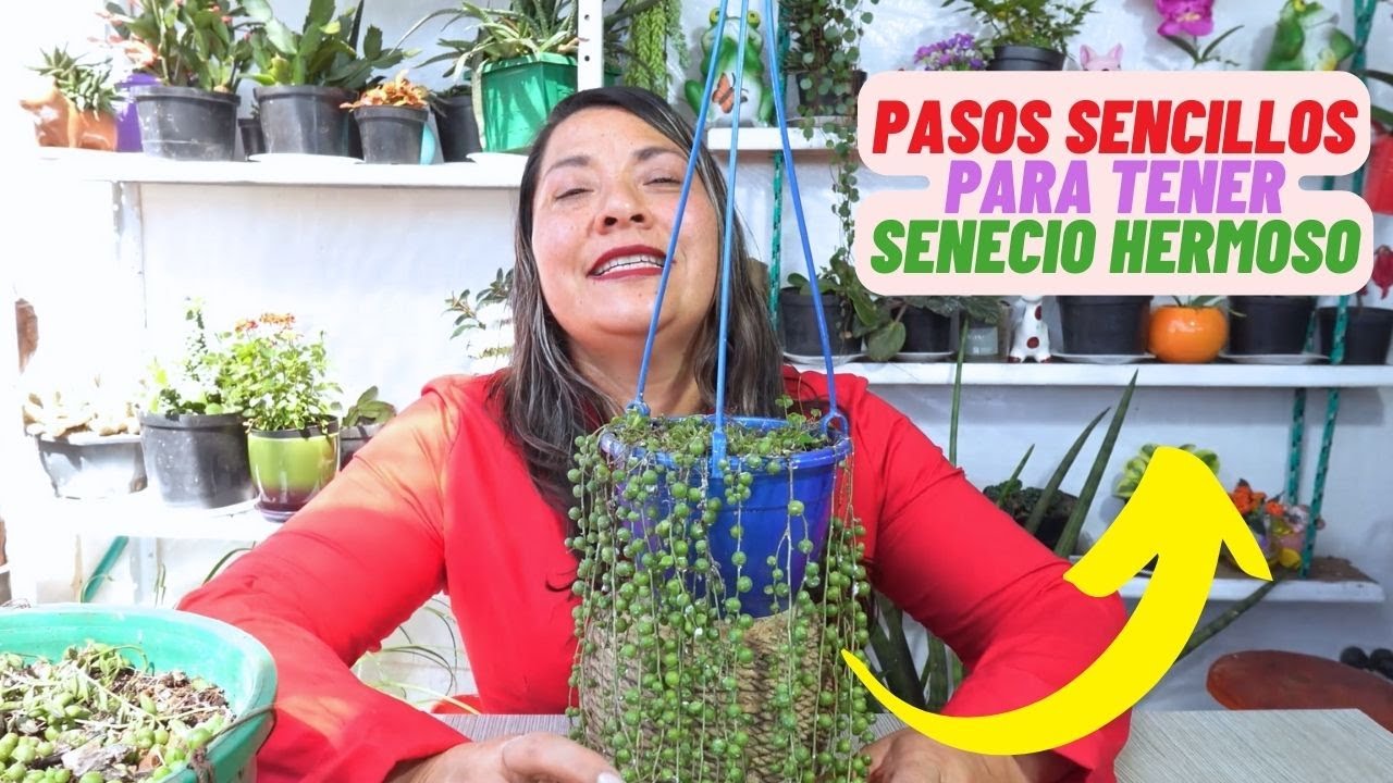 Secretos Del Senecio Rosario, Nunca Se Te Moriran #seneciorosario #plantas