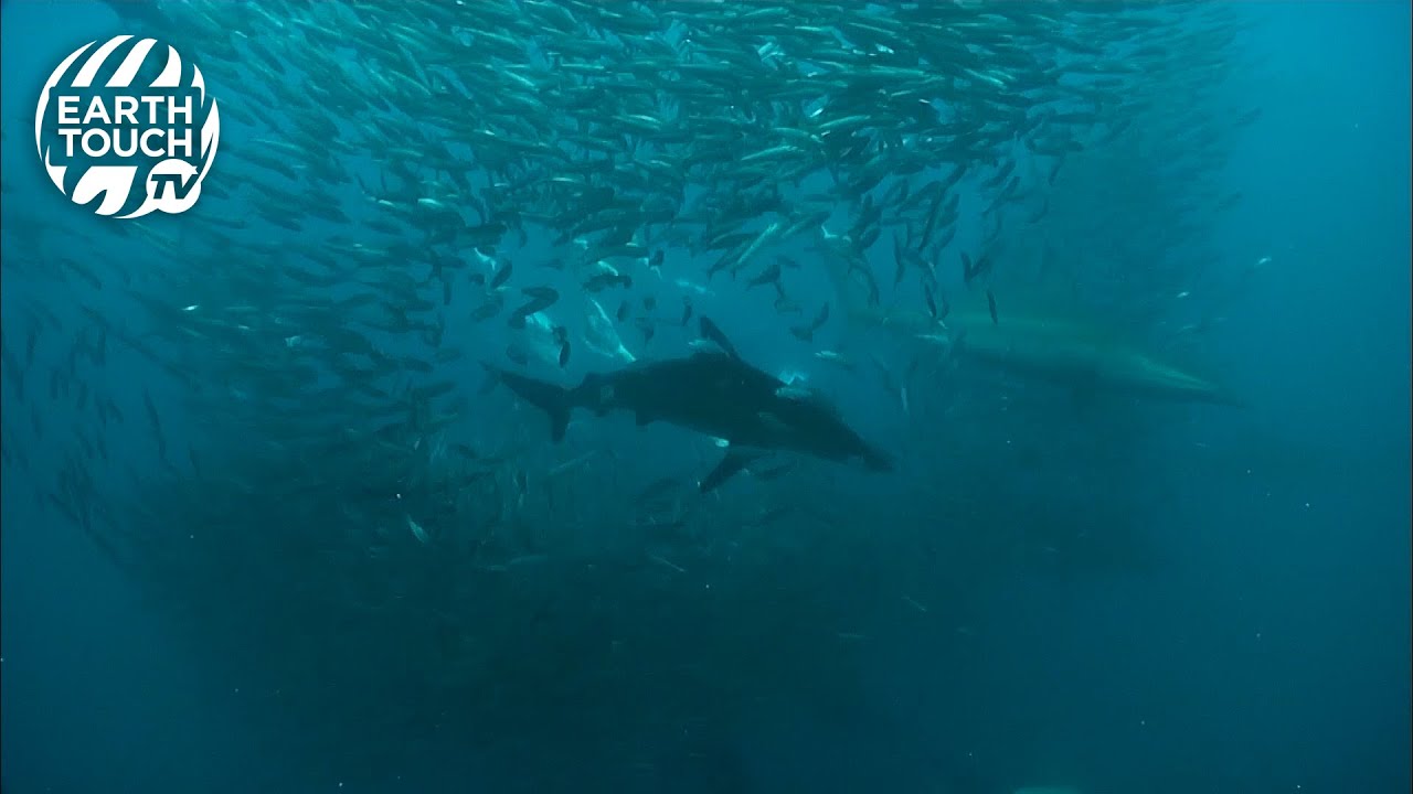 Shark almost swallowed by whale during feeding frenzy