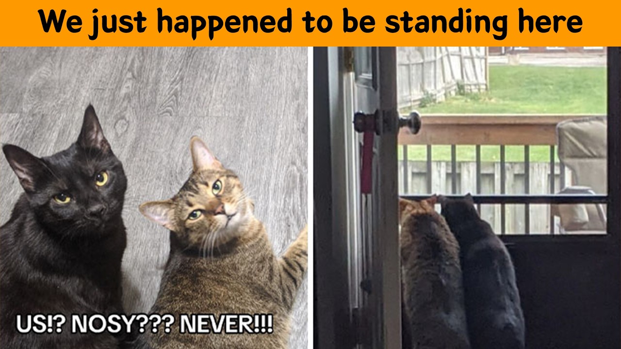 50 Pets Who Simply Couldn’t Mind Their Own Business
