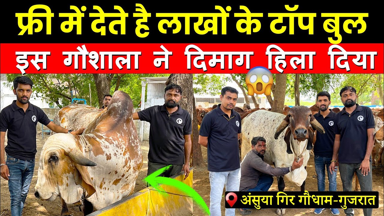 50 गाय देती है सिर्फ़ 3 लीटर दूध😱 - 218 गिर गायों की अद्भुत गौशाला (Anusuya Gir gaushala)