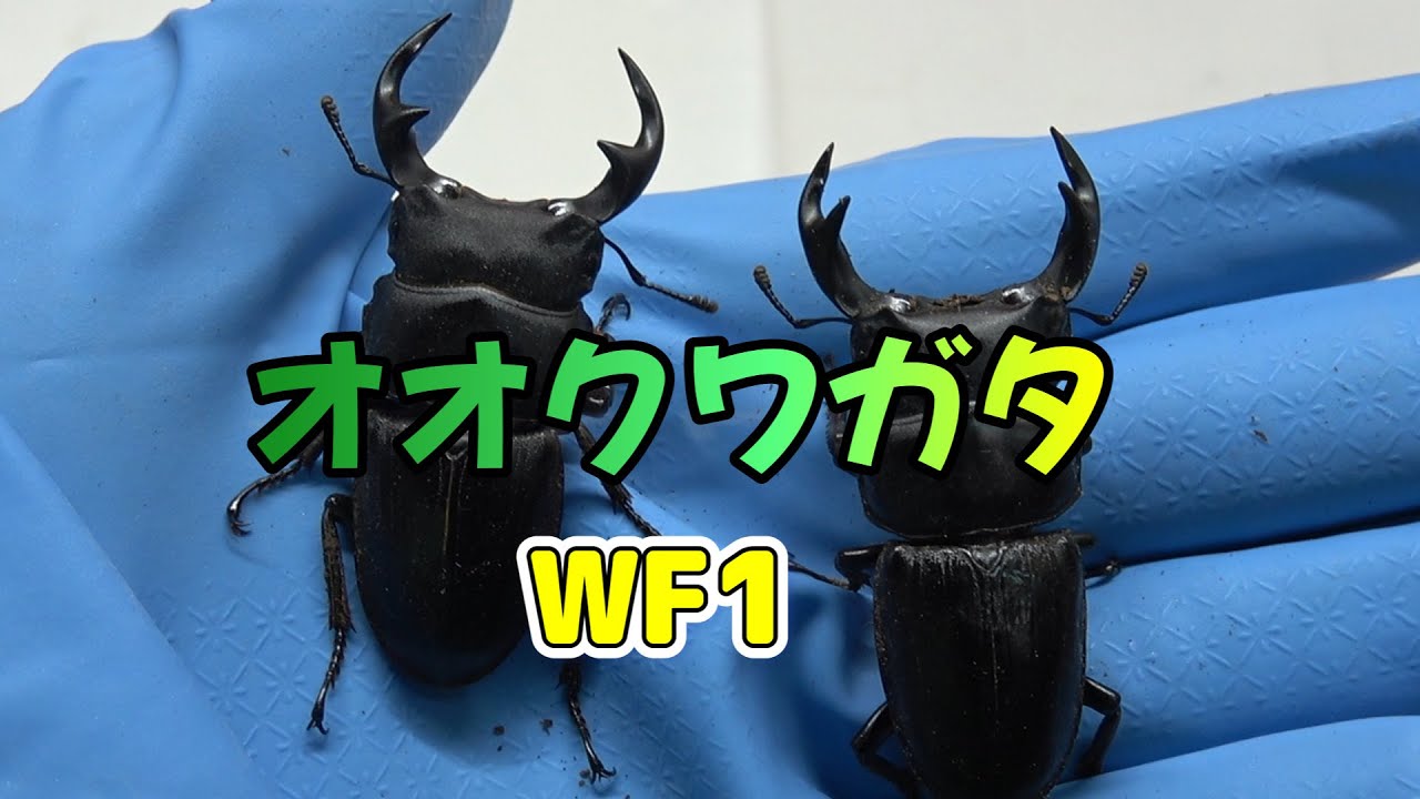 オオクワガタWF1　2026年01月18日　　♯オオクワタ　＃クワガタの飼育　＃オオクワガタの飼育
