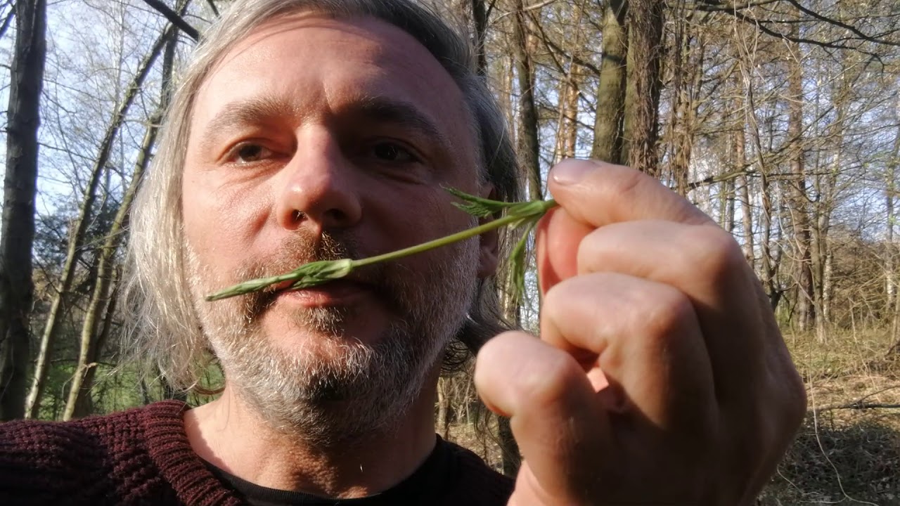 Chmiel to najsmaczniejsze polskie dzikie warzywo końca kwietnia