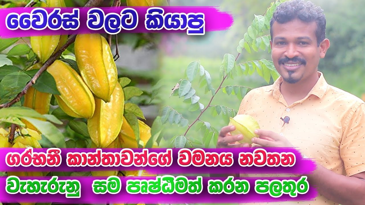 ඕනෙම පලතුරු ගහක ගෙඩි මවන්න ආතතිය stress වැඩිකර සිටවමු