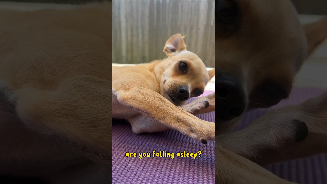 Sleepy Puppy 😴#chihuahuababy #chihuahuadog #chihuahuapuppy #sleepypuppy #chihuahualover #chihuahua