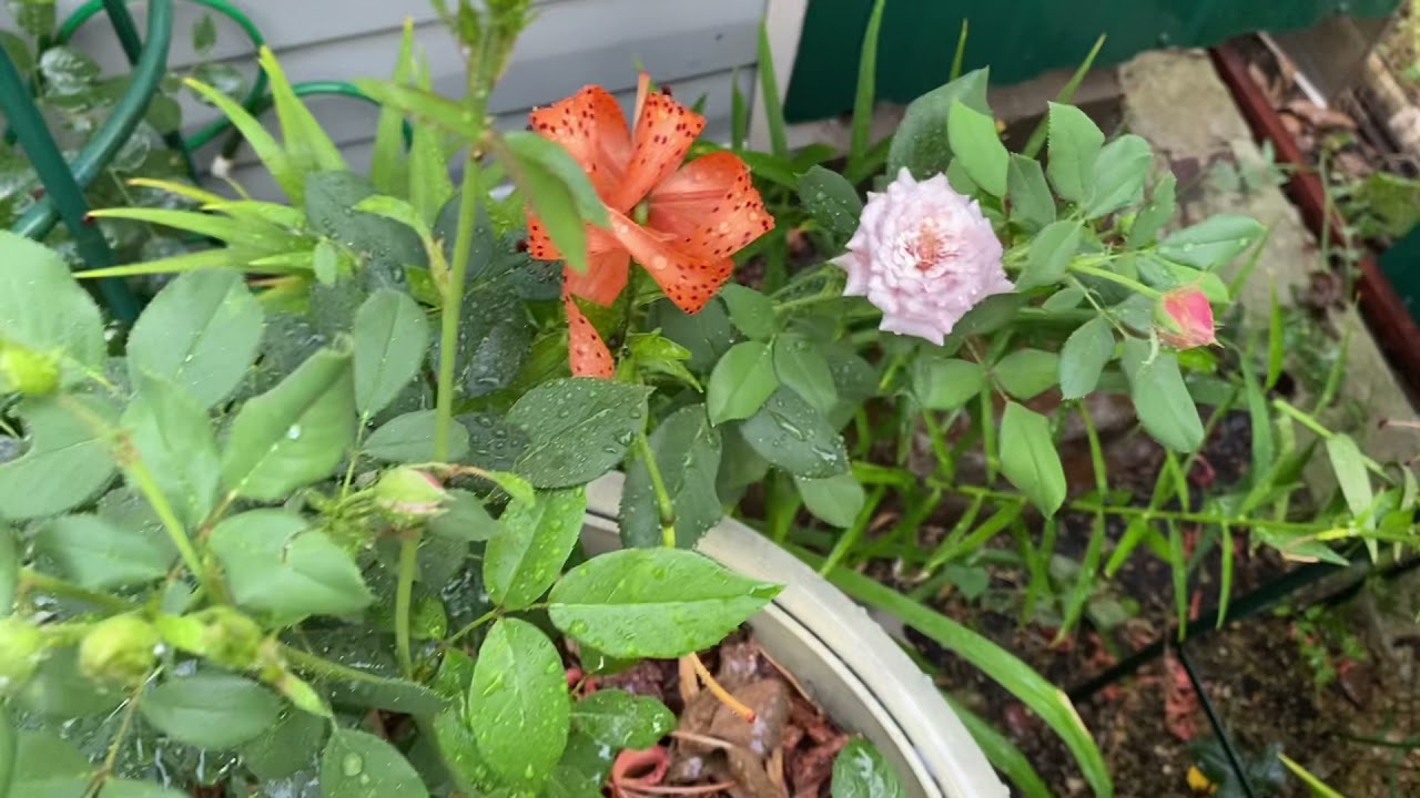 Небольшой уголок Сада! Розы от - Тамара Роза🌸🌸🌸