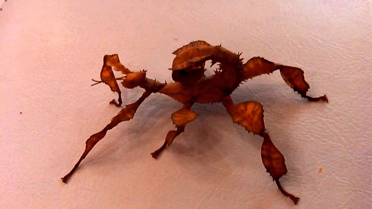 Extatosoma tiaratum. GE.RO.VA.MI.