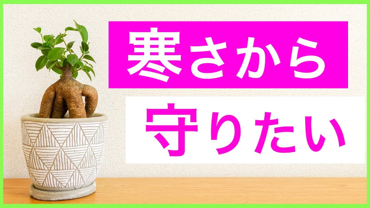 【ガジュマル】無事に冬越しさせるポイント3選【観葉植物】