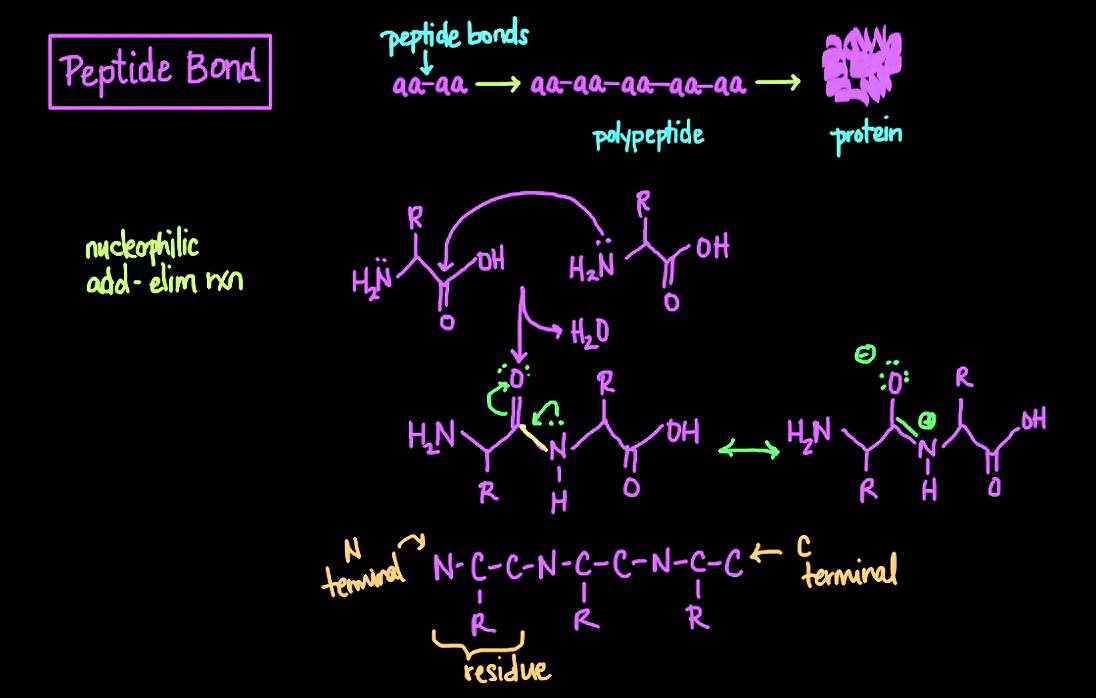 The Peptide Bond: Formation and Cleavage