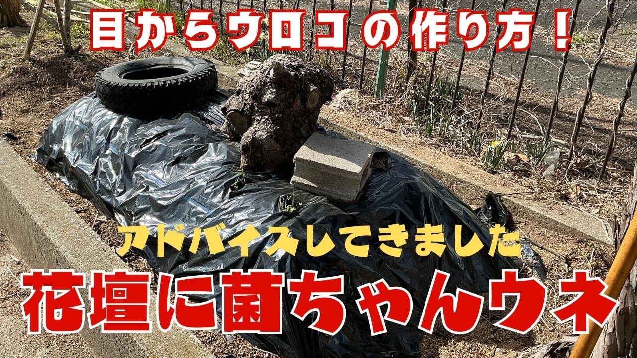 目から鱗のアドバイス！花壇に菌ちゃんウネを作りたい時は…【菌ちゃん農法３年目】
