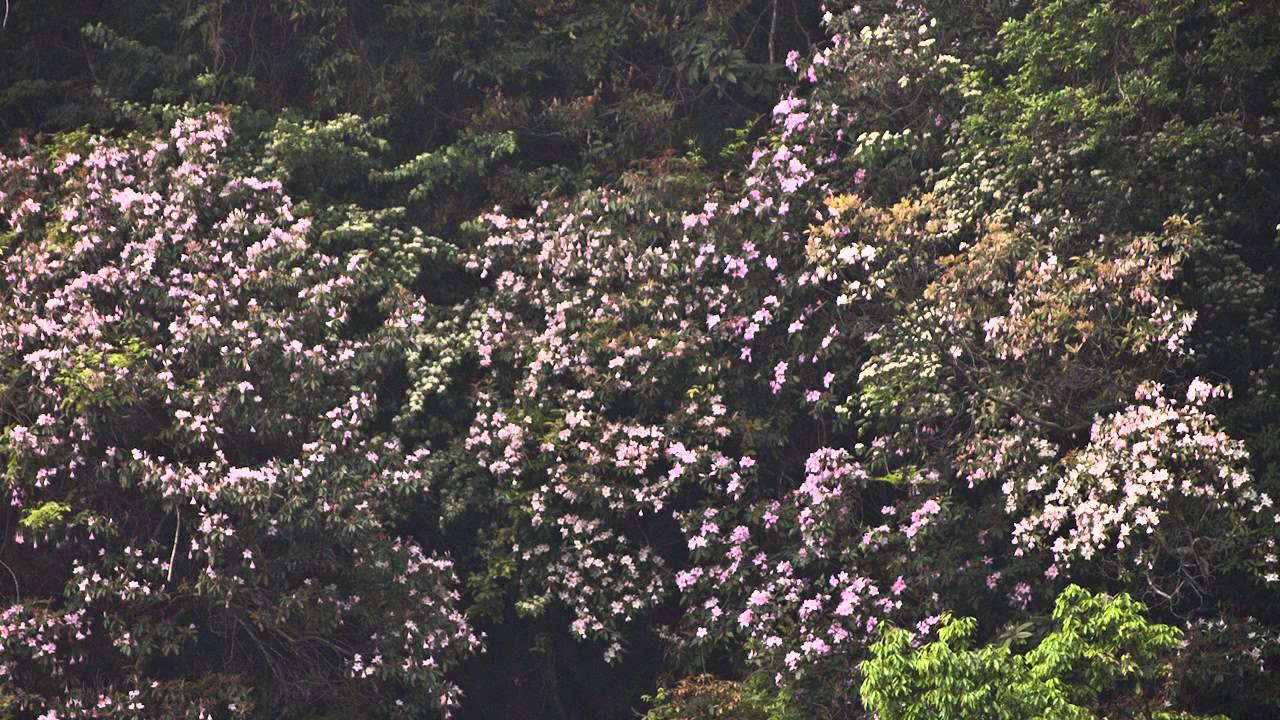 陽明山國家公園_杜鵑花