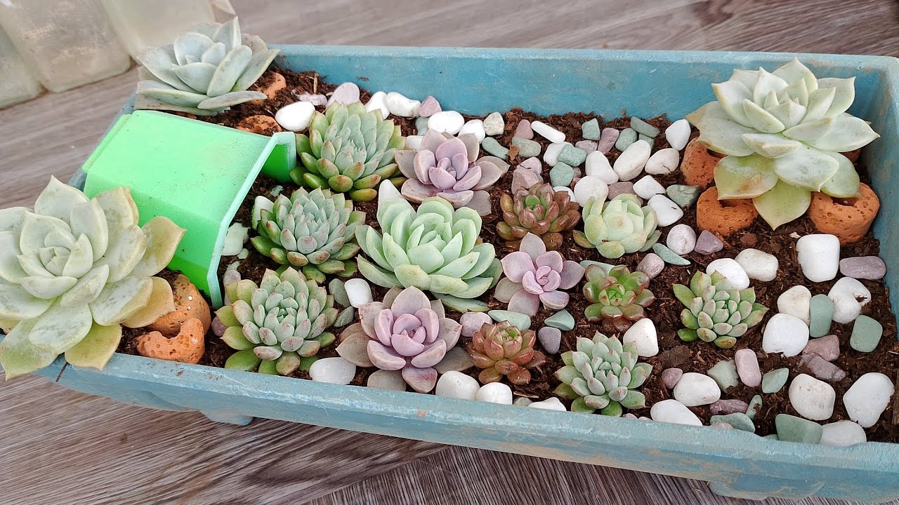 A simple dish garden design for succulents