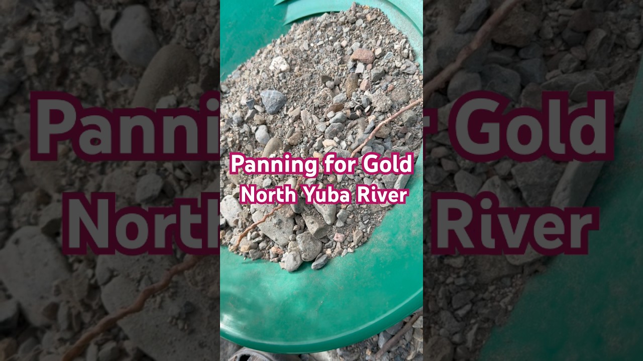 Panning for Gold North Yuba River #goldprospecting #goldmining #goldpanning #prospecting #gold