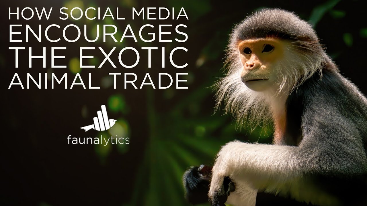 Faunalytics Explains: How Social Media Encourages The Exotic Animal Trade