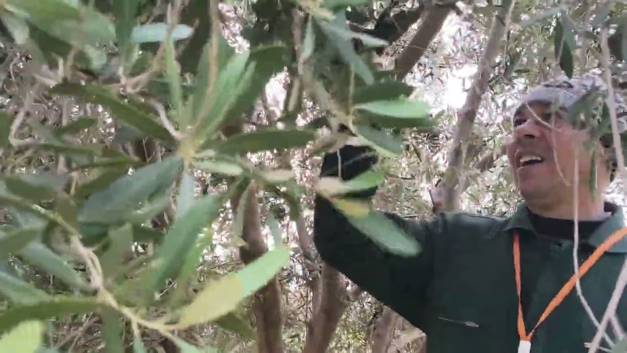 عملية تشبيب أشجار الزيتون منارة من منطقة العطاوية