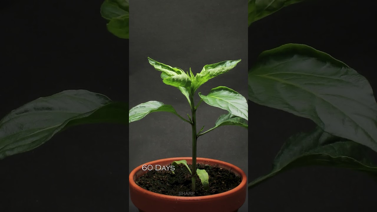 Growing CHERRY PEPPER to FRUIT #timelapse