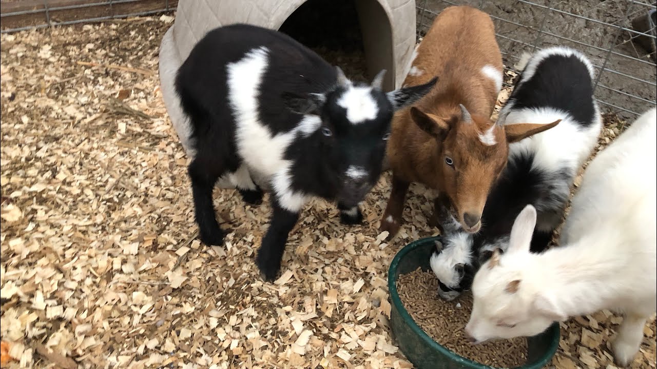 Looking back at 2025 critters 🐷🐐🐥