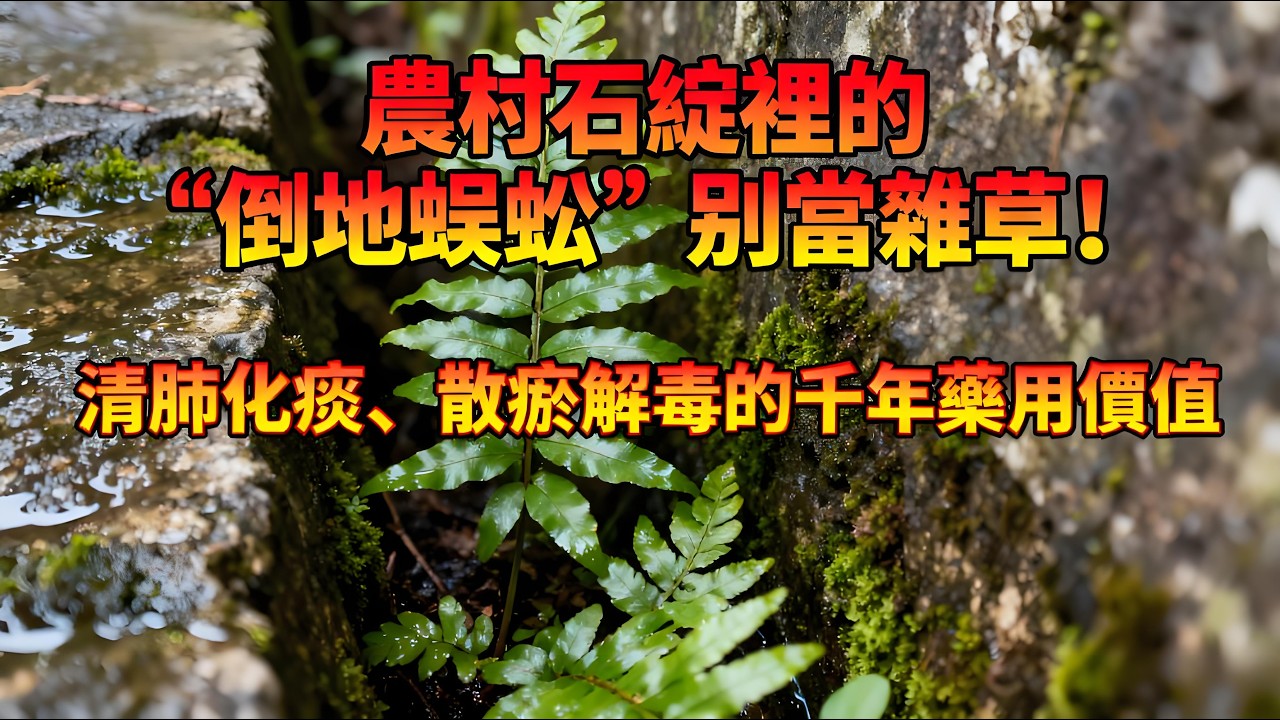 農村石縫裡的「倒地蜈蚣」別當雜草！清肺化痰、散瘀解毒的千年藥用價值，古籍記載+現代研究全揭秘，使用禁忌必看！