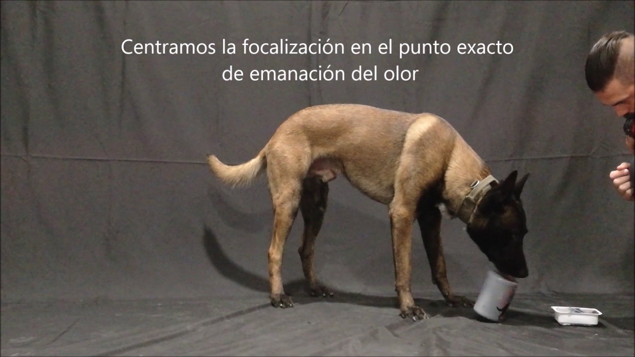 inicio focalización perro detector en  bote
