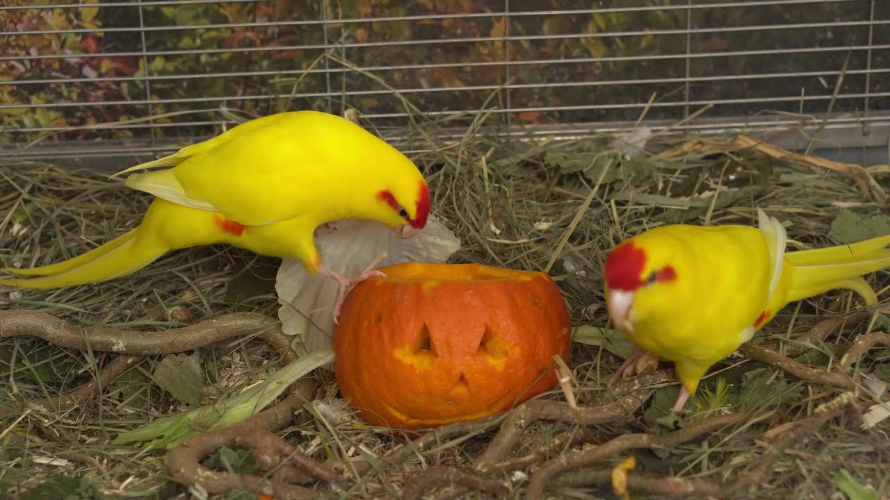 Kakariki - Birds 🦜vs🎃 Pumpkin, a sweet surprise
