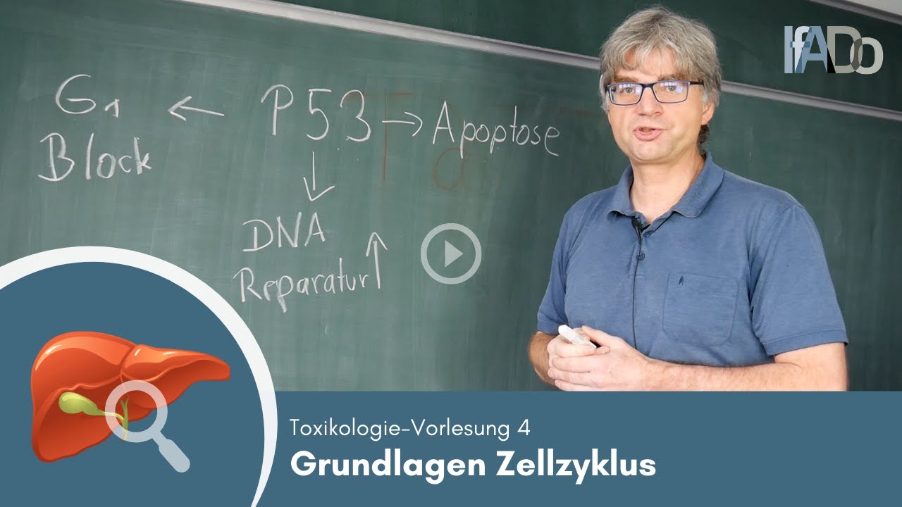 Toxikologie erkl&auml;rt: Grundlagen des Zellzyklus (Vorlesung 4)