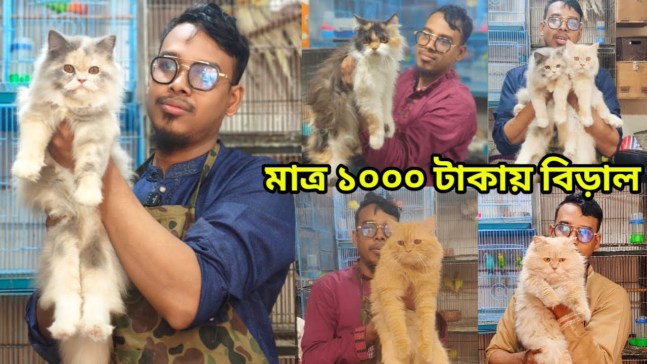 Cat price in Bangladesh | Persian Cat price in Bangladesh | Mixed Breed Cat price in Bangladesh 
