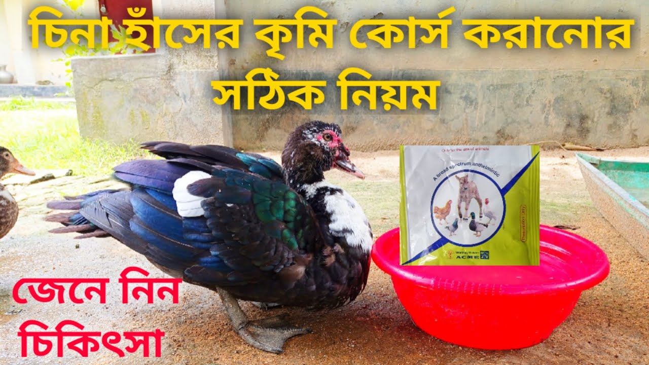 চিনা হাঁসের কৃমি কোর্স করানোর সঠিক নিয়ম। যে বিষয় কেউ শেয়ার করে না। Rezuwan & Pets.