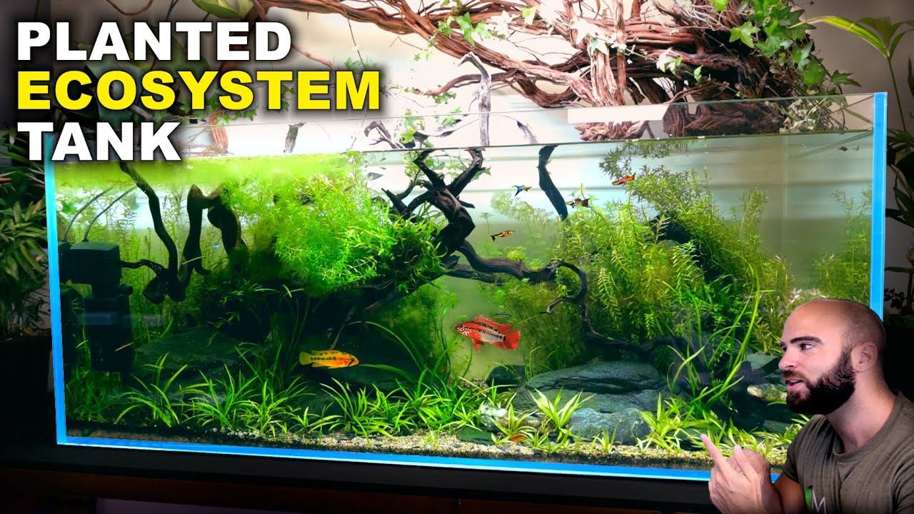 Aquascape Tutorial: EPIC 4ft NO WATER CHANGE Ecosystem Aquarium (How To: Step By Step Guide)