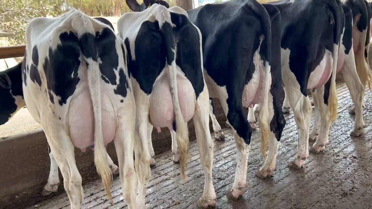 Vacas Holandesas PO em lacta&ccedil;&atilde;o de primeira cria a venda em Minas Gerais. Ligue (37) 9 9134-3818.