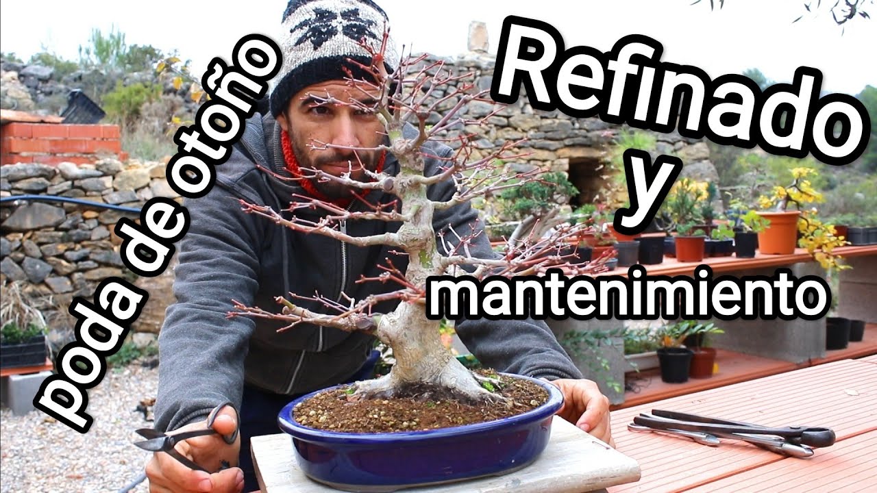 poda de otoño, refinado y mantenimiento de Acer palmatum