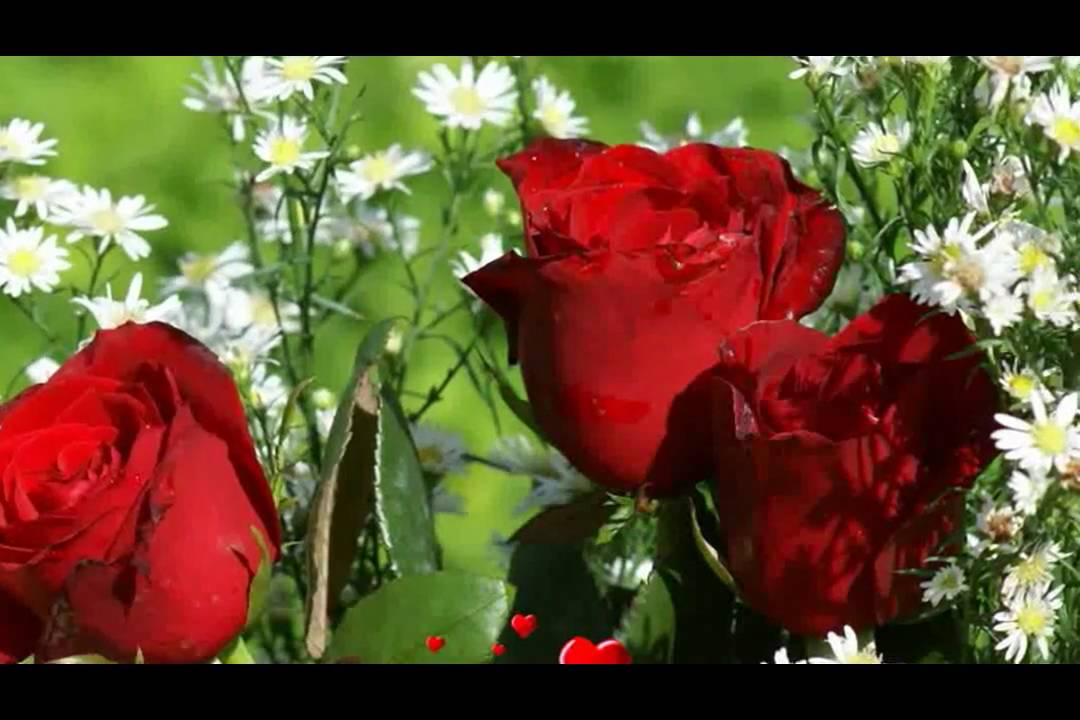 AS ROSAS NÃO FALAM  -  FAGNER - (1978)