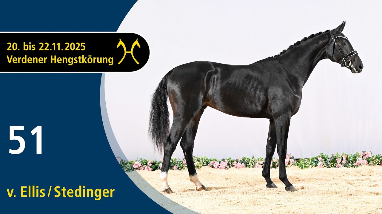 No. 51 Stallion by Ellis - Stedinger | Verden Stallion Licensing 2025 - Dressage - Nov. 21/22