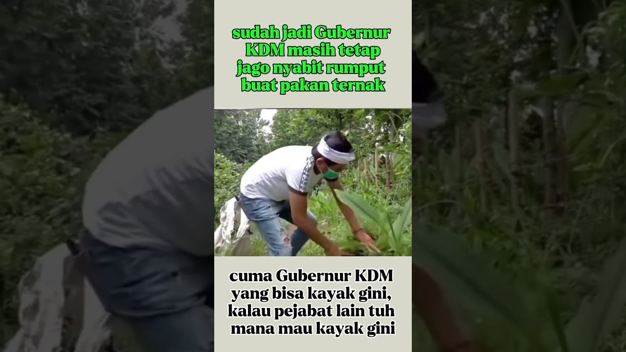 seorang Gubernur Jawa barat KDM nyabit rumput? #kdmterbaru #kdmviral