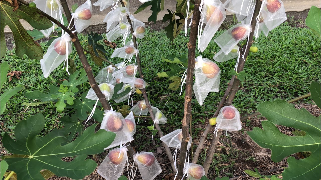只能種一棵？那就種【黑帝王無花果】吧！滿滿的掛果，夠吃了~