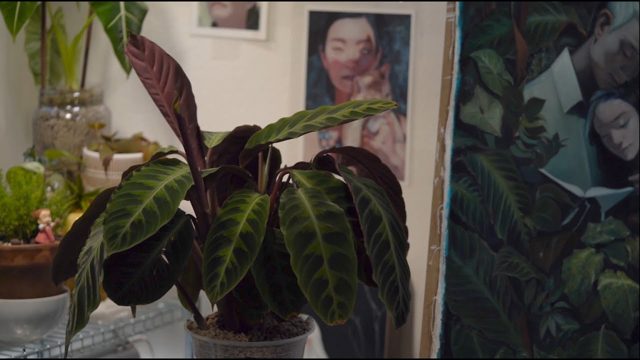 Joanne Nam Studio - A Quiet Day With My Plants