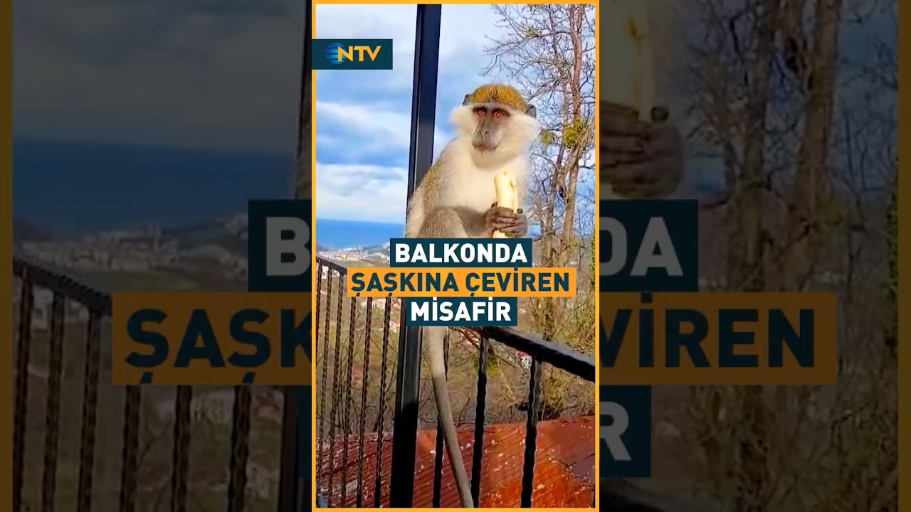 Balkona &Ccedil;ıktı Hayvanat Bah&ccedil;esinden Ka&ccedil;an Misafir İle Karşılaştı