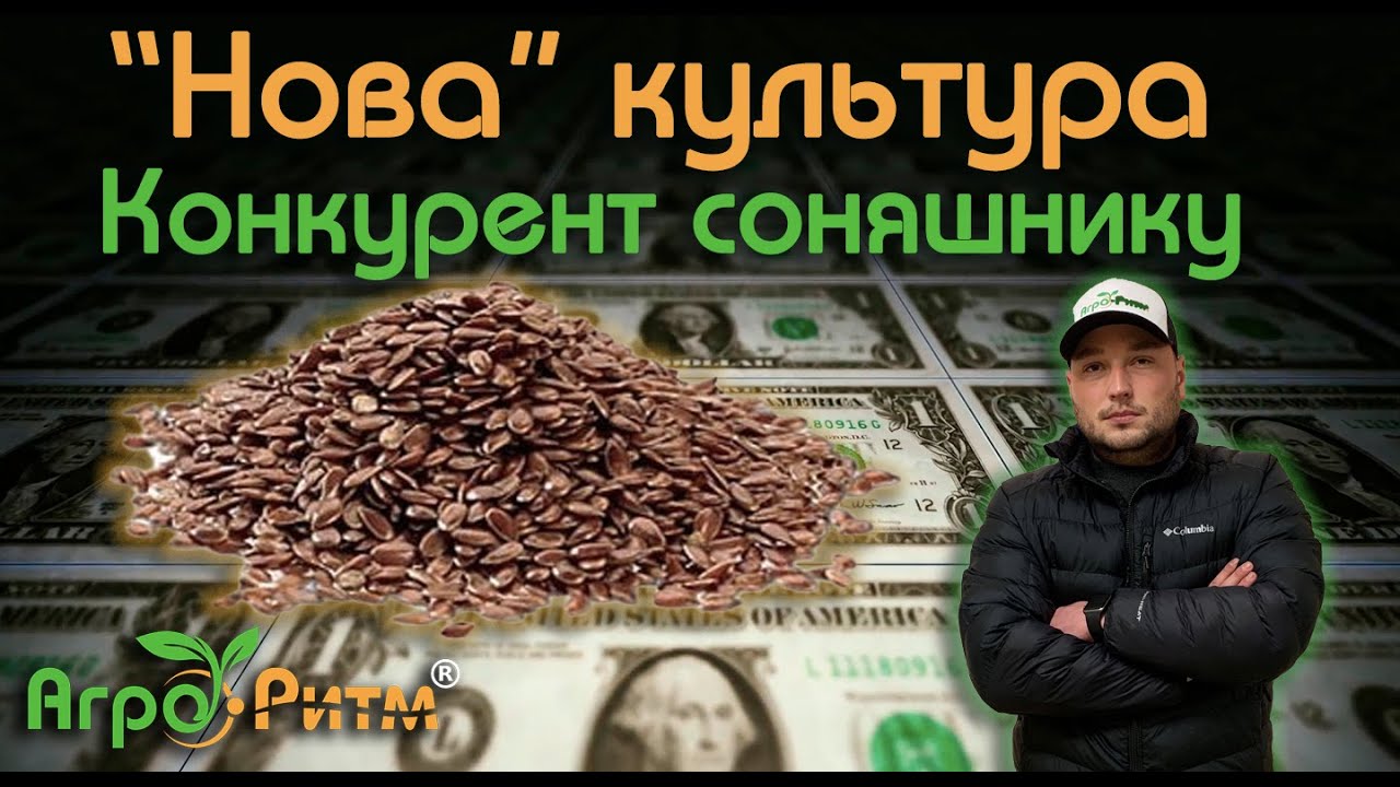 ДЕШЕВО ВИРОЩУВАТИ-ДОРОГО ПРОДАВАТИ:ПРЯМИЙ КОНКУРЕНТ СОНЯШНИКУ.