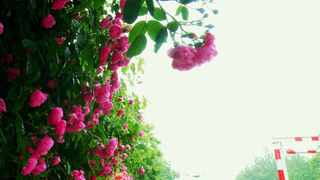 范阳桥